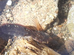 Ruanoho decemdigitatus