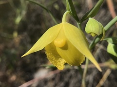 Calochortus pulchellus