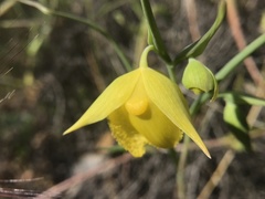 Calochortus pulchellus