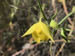 Calochortus pulchellus