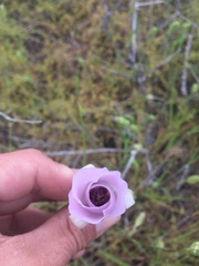 Calochortus splendens