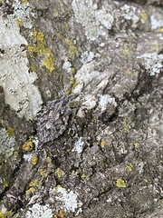 Brochymena parva