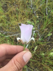 Calochortus splendens