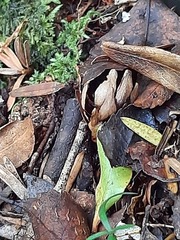 Dactylanthus taylorii