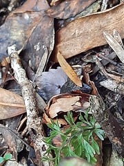 Dactylanthus taylorii