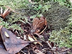 Dactylanthus taylorii