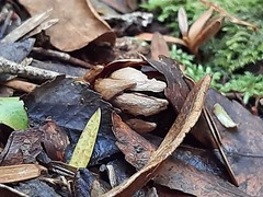 Dactylanthus taylorii