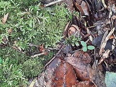 Dactylanthus taylorii