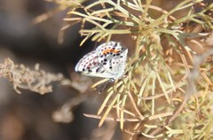 Euphilotes bernardino