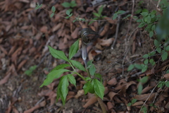 Arisaema limbatum