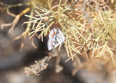 Euphilotes bernardino
