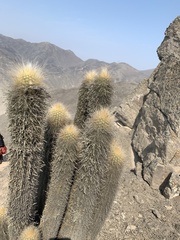 Haageocereus pseudomelanostele