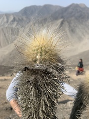 Haageocereus pseudomelanostele