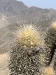 Haageocereus pseudomelanostele