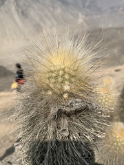 Haageocereus pseudomelanostele