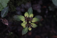 Chrysosplenium macrostemon atrandrum