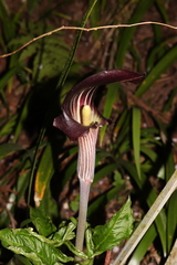 Arisaema limbatum