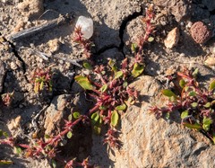 Chorizanthe polygonoides longispina