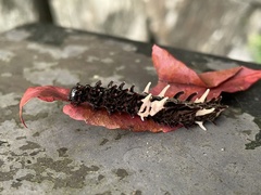 Byasa polyeuctes