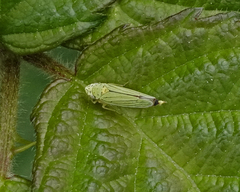 Graphocephala atropunctata