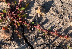 Chorizanthe polygonoides longispina