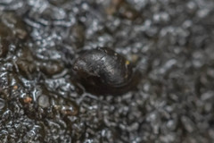 Austropeplea brazieri