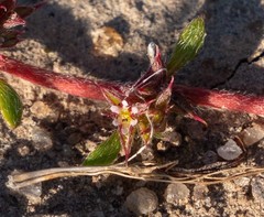 Chorizanthe polygonoides longispina