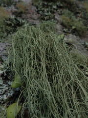 Usnea baileyi