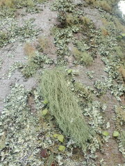 Usnea baileyi