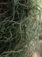 Usnea baileyi
