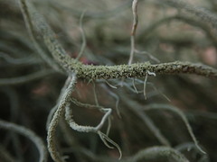 Usnea baileyi