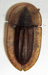 Cossyphus punctatissimus