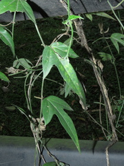 Passiflora suberosa litoralis