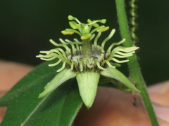 Passiflora suberosa litoralis