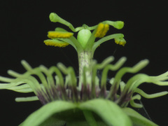 Passiflora suberosa litoralis
