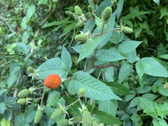 Rubus sumatranus