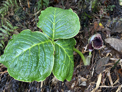 Arisaema griffithii