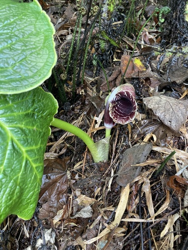 Arisaema griffithii, photograph 1