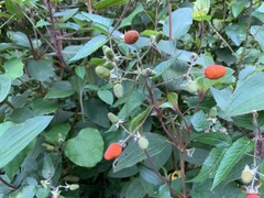 Rubus sumatranus