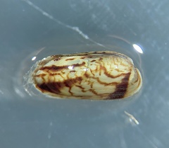 Fluviolanatus subtortus