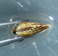 Fluviolanatus subtortus