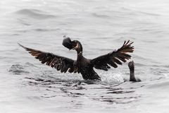 Nannopterum brasilianum brasilianum