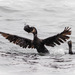 Neotropic Cormorant - Photo (c) Ariel Cabrera Foix, some rights reserved (CC BY-NC-SA), uploaded by Ariel Cabrera Foix