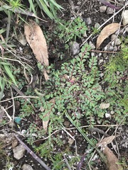Euphorbia thymifolia