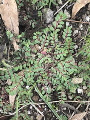 Euphorbia thymifolia