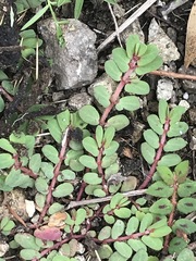 Euphorbia thymifolia