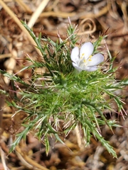 Navarretia tagetina