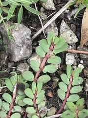 Euphorbia thymifolia