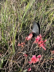 Papilio dialis