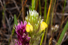 Castilleja rubicundula